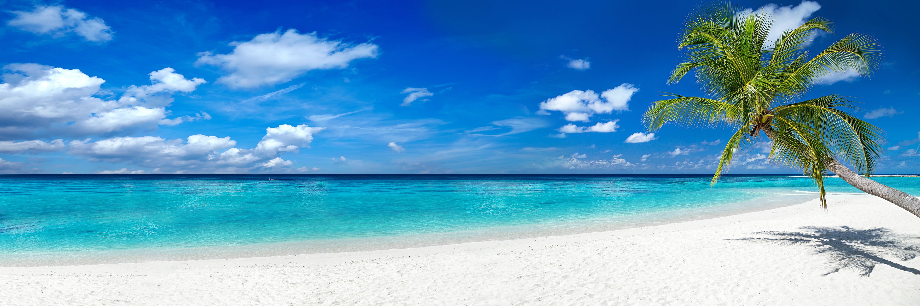 A tropical beach with a slightly cloudy deep blue sky and a turquoise sea with a palm tree on the right.